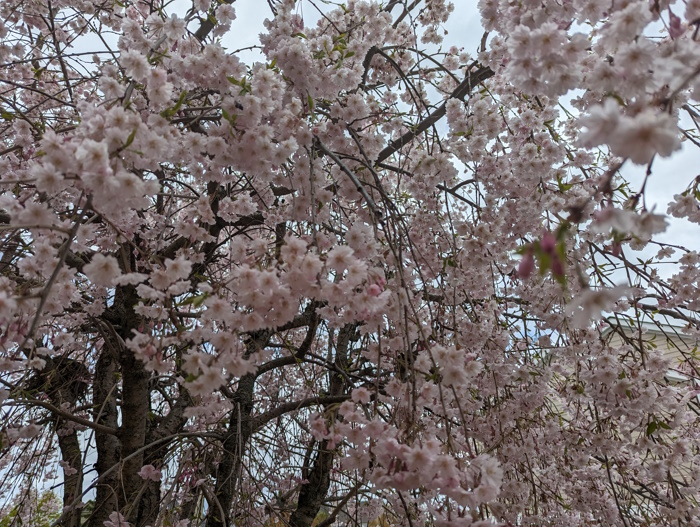 This is an image of a cherry tree in full bloom. It is used in a short film combining spirituality and creative process.